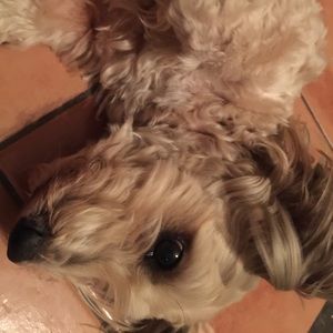 Meet your Posher, Dejah